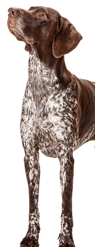 All American Pet Resorts — image 4