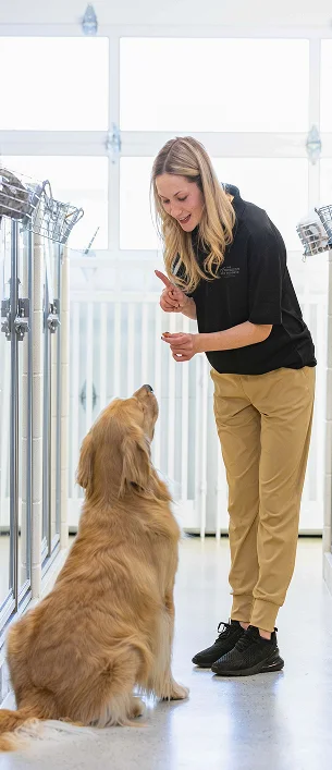 All American Pet Resorts — image 5