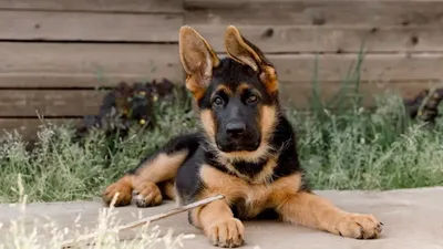 Always Faithful Dog Training — image 2
