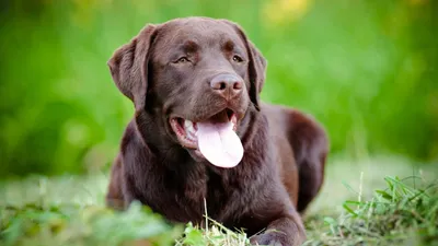 Always Faithful Dog Training — image 3