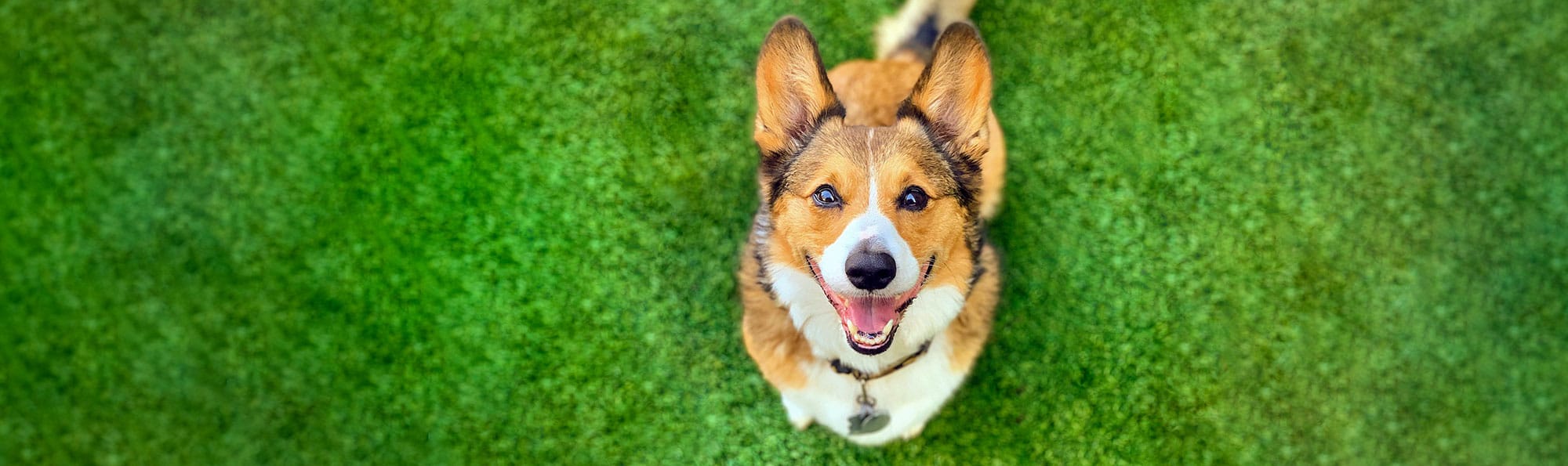 Central Bark Doggy Day Care — image 1