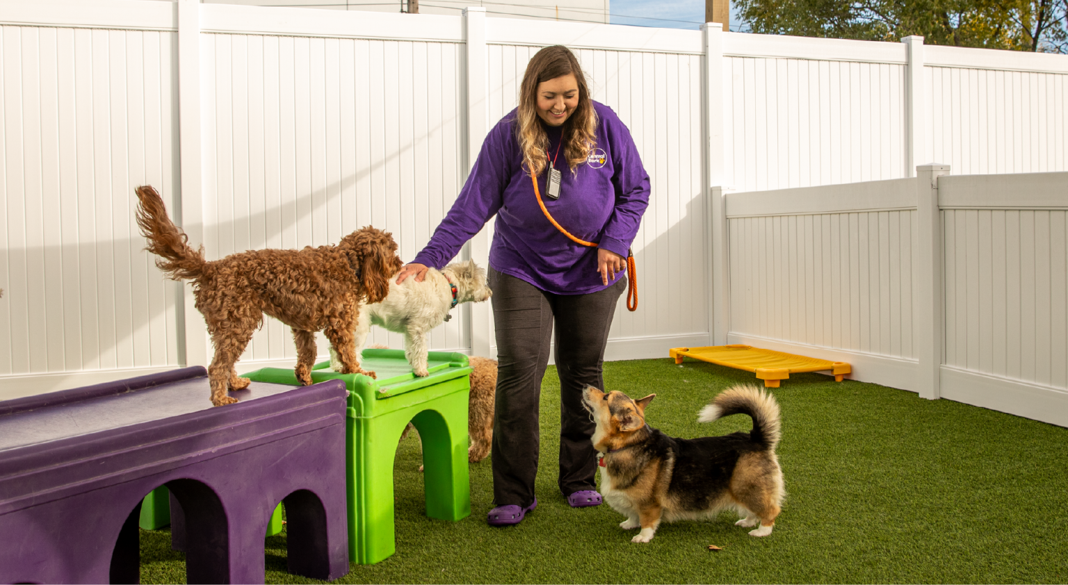 Central Bark Doggy Day Care — image 3