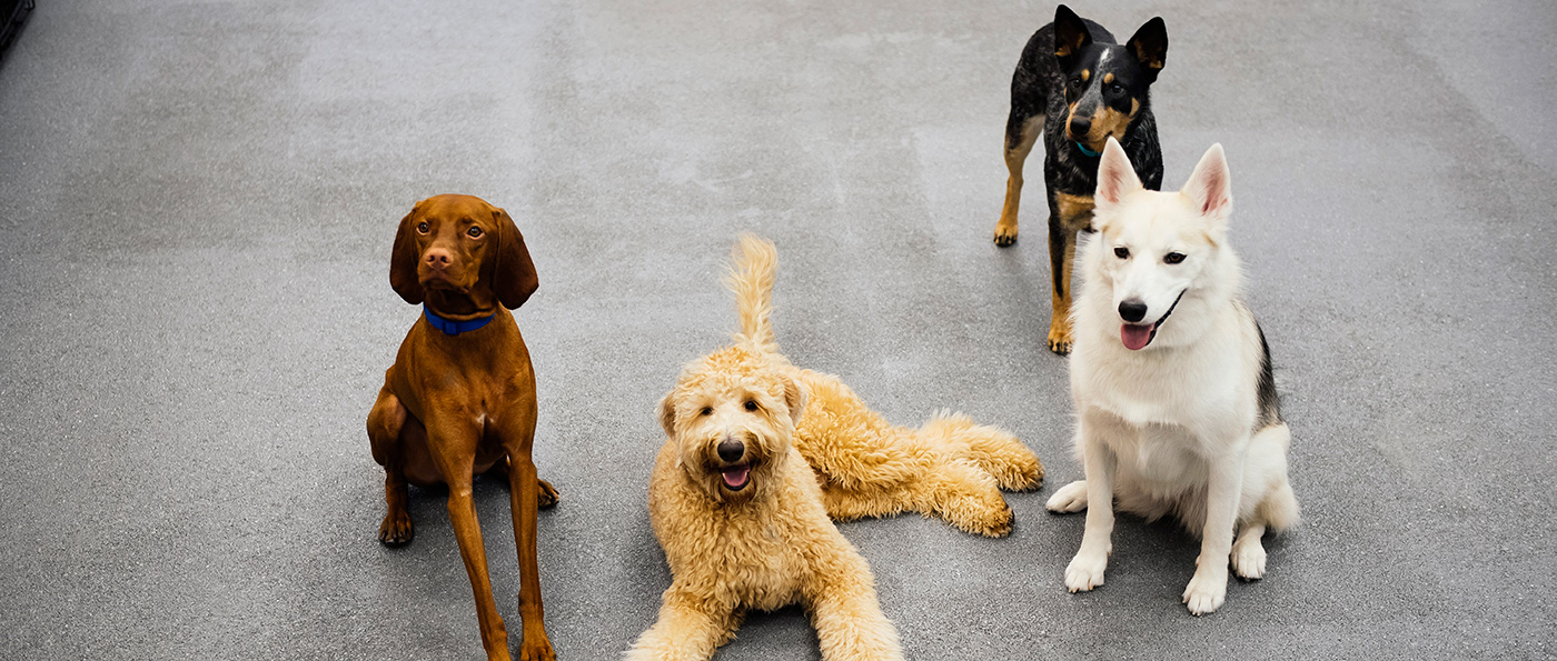 Dogtopia — image 1