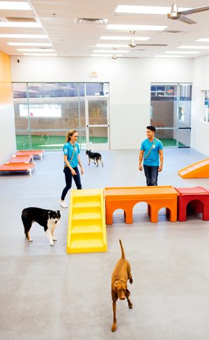 Dogtopia — image 3