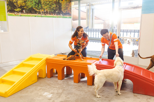 Dogtopia — image 5