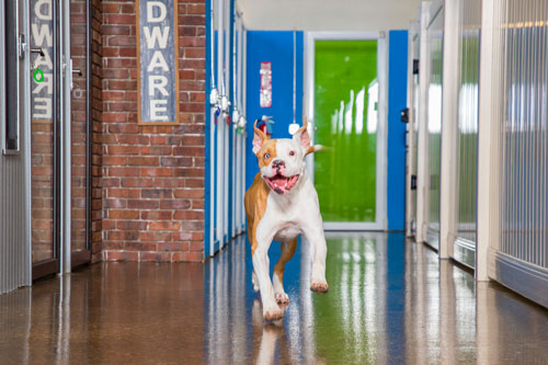 Hounds Town USA — image 1