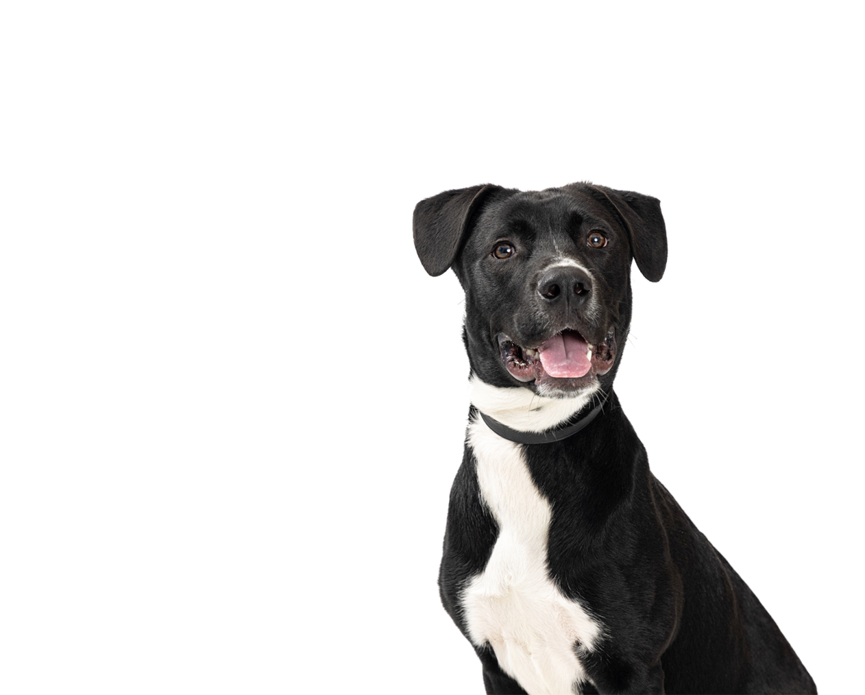 Hounds Town USA logo