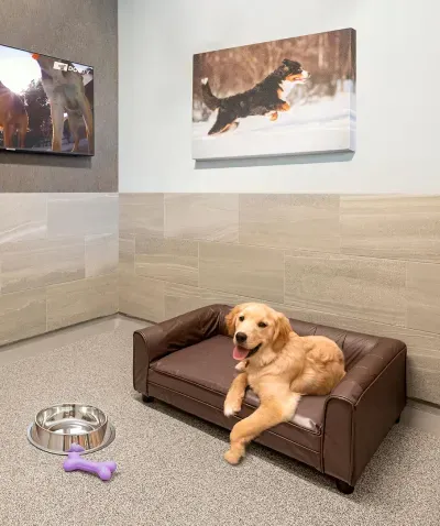 K-9 Resorts — image 2