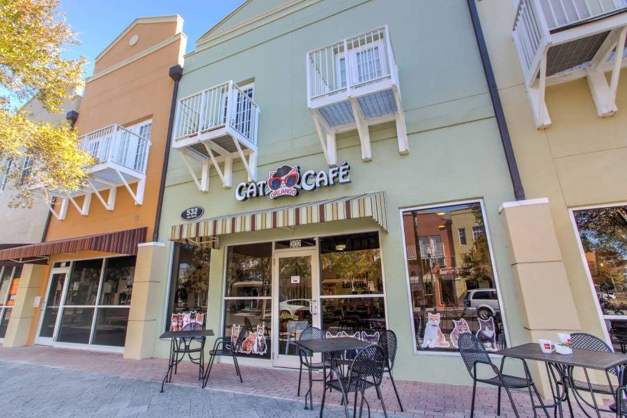 Orlando Cat Cafe — image 1