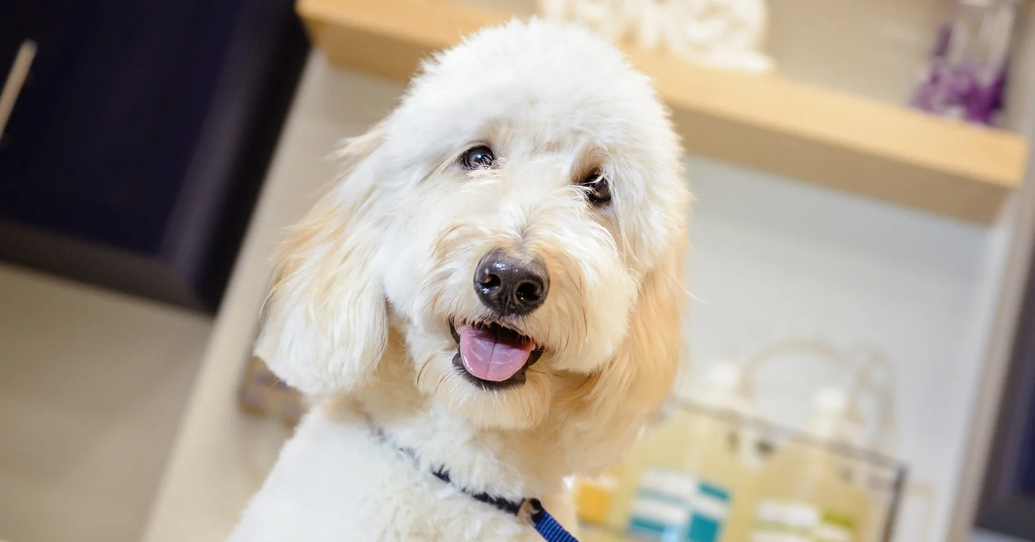Scenthound — image 1